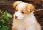bonjour xiufeng - downtown, puppy, dog cafe