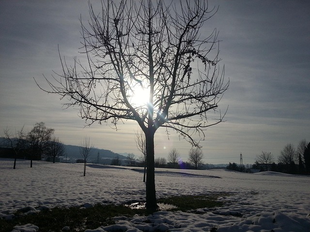 Boom, Winter Foto, Natuur, Zon, Sneeuw