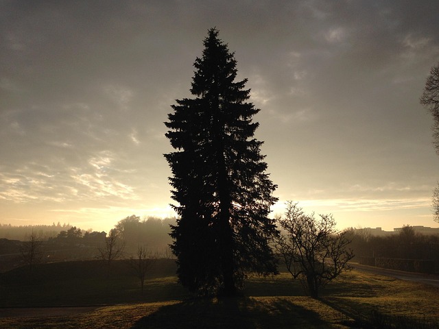 Boom, Zonsondergang, Natuur