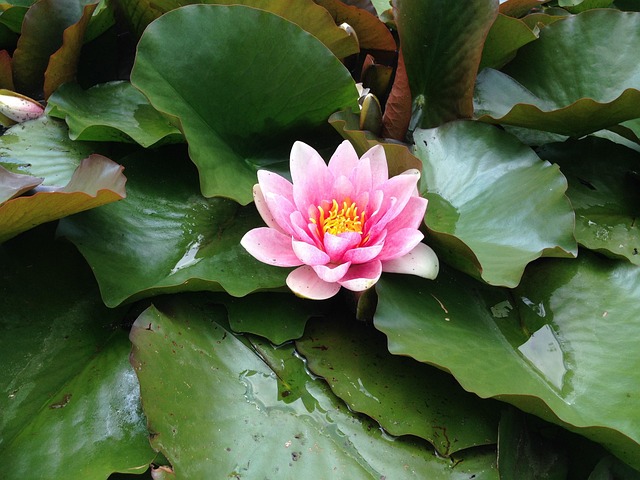 Waterroos, Vijver, Mooi, Waterplant