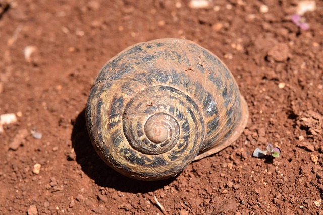 Kerang Bumi Siput - Foto gratis di Pixabay - Pixabay