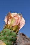 cactus, prickly pear, cactus greenhouse