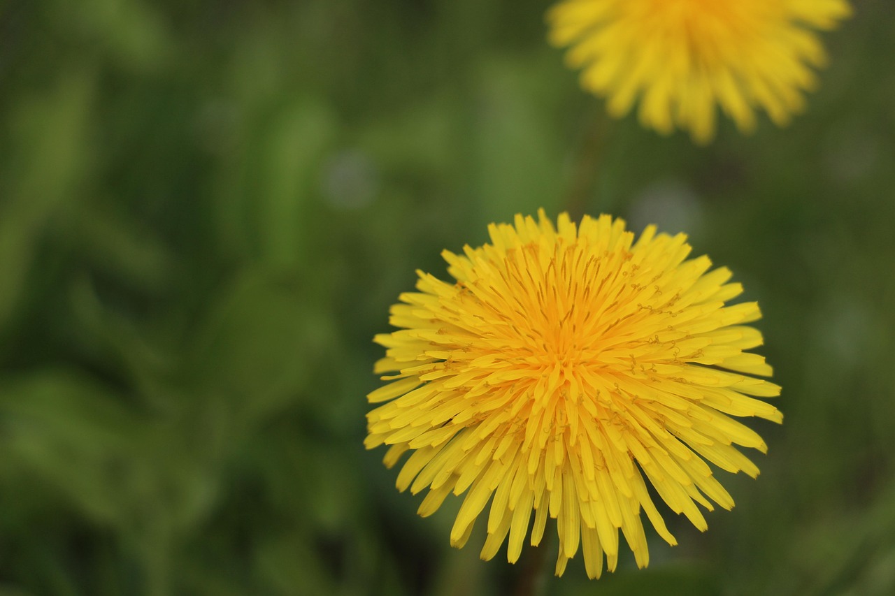 L wenzahn Bl te Pusteblume Kostenloses Foto Auf Pixabay Pixabay l-wenzahn-bl-te-pusteblume-kostenloses-foto-auf-pixabay-pixabay