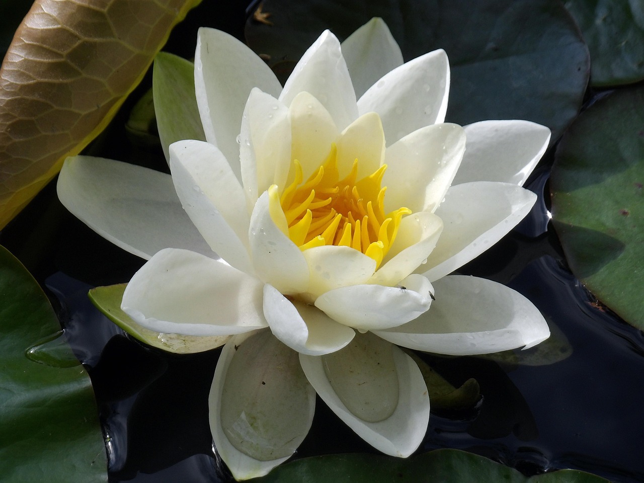N nuphar Plante Aquatique Photo Gratuite Sur Pixabay Pixabay N nuphar Plante Aquatique Photo Gratuite Sur Pixabay Pixabay