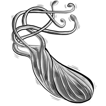 Bakterie, Heliobacter Pylori, H Pylori