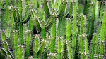 cactus, green, flower