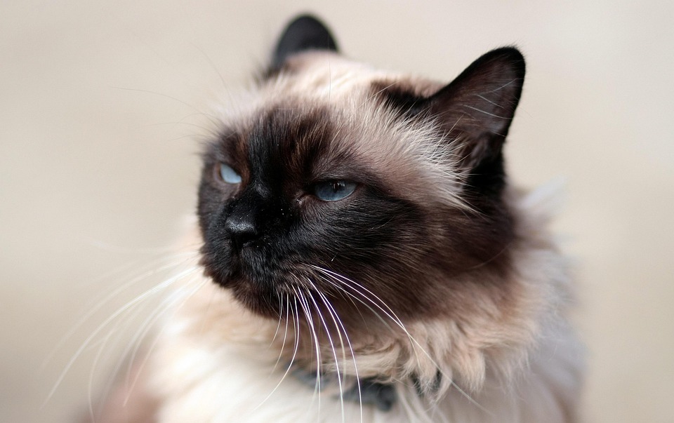 Pisica Siameza Felina - Fotografie gratuită pe Pixabay