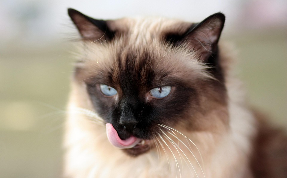Gatto Siamese Lingua Occhi Foto Gratis Su Pixabay