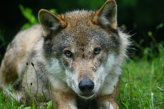 wolf, predator, eurasian wolf, pack animal, portrait, wolf, wolf, wolf, wolf, wolf
