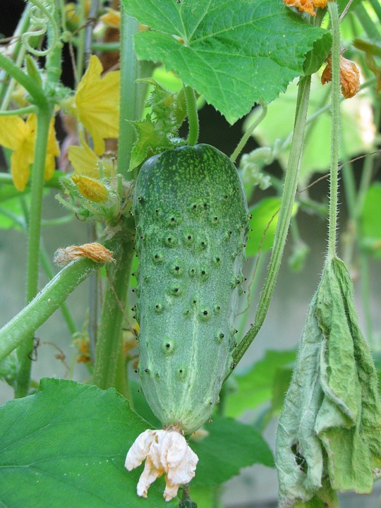 Vegetable Cucumber - Free photo on Pixabay - Pixabay