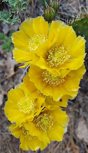 Free Cactus Flower Flower photo and picture