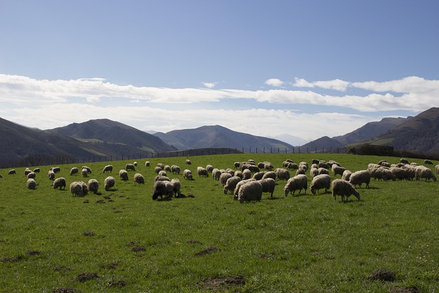 Free Sheep Pays Basque photo and picture