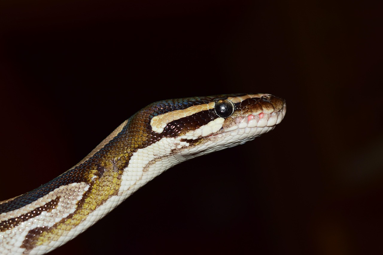400+ Free Python & Snake Images - Pixabay