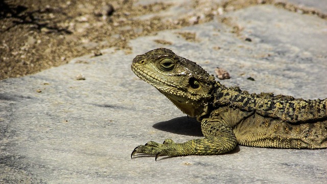 cyprus-lizard-kurkutas-free-photo-on-pixabay-pixabay