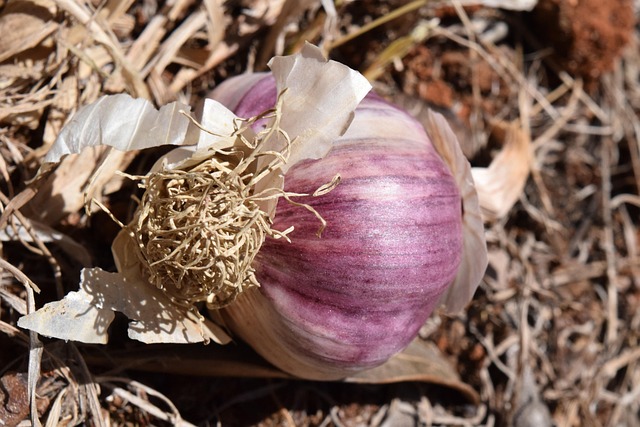 Free Garlic Tuber photo and picture