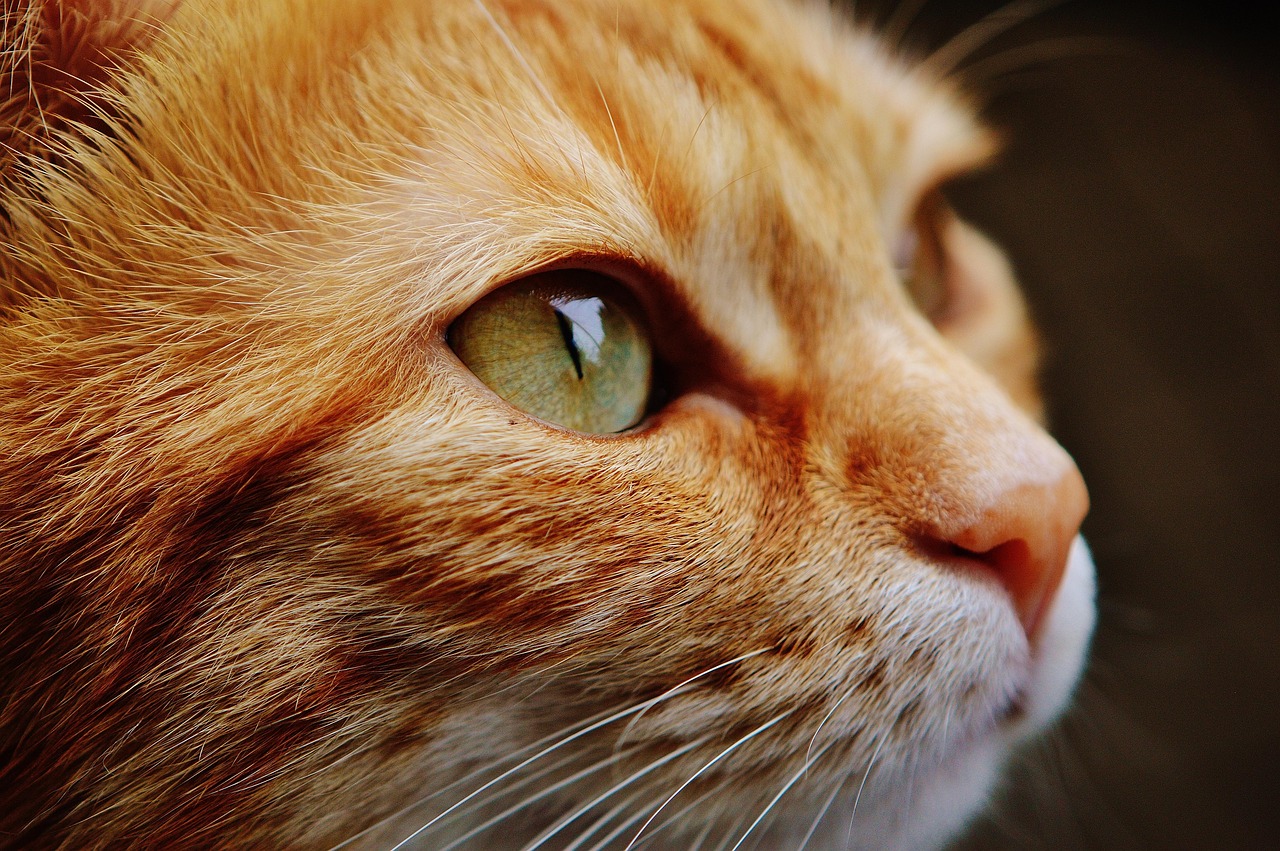 猫, 脸, 眼睛, 肖像, 动物世界, 动物, 国内的猫, 宠物, 小猫, 头 猫, 脸, 眼睛, 肖像, 动物世界, 动物, 国内的猫, 宠物, 小猫, 头