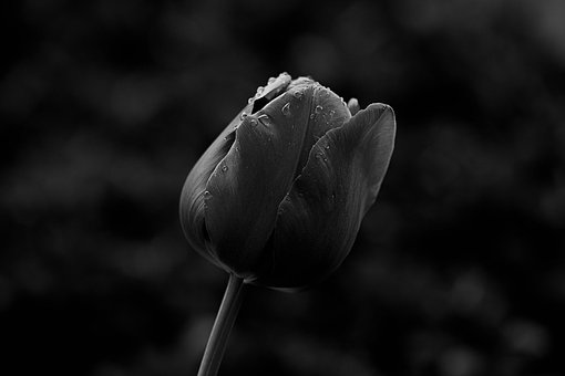 Tulipan, Makro, Snitblomst, Tæt Op