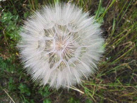 Free Dandelion Sonchus Oleraceus photo and picture