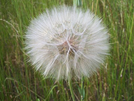 Free Dandelion Sonchus Oleraceus photo and picture