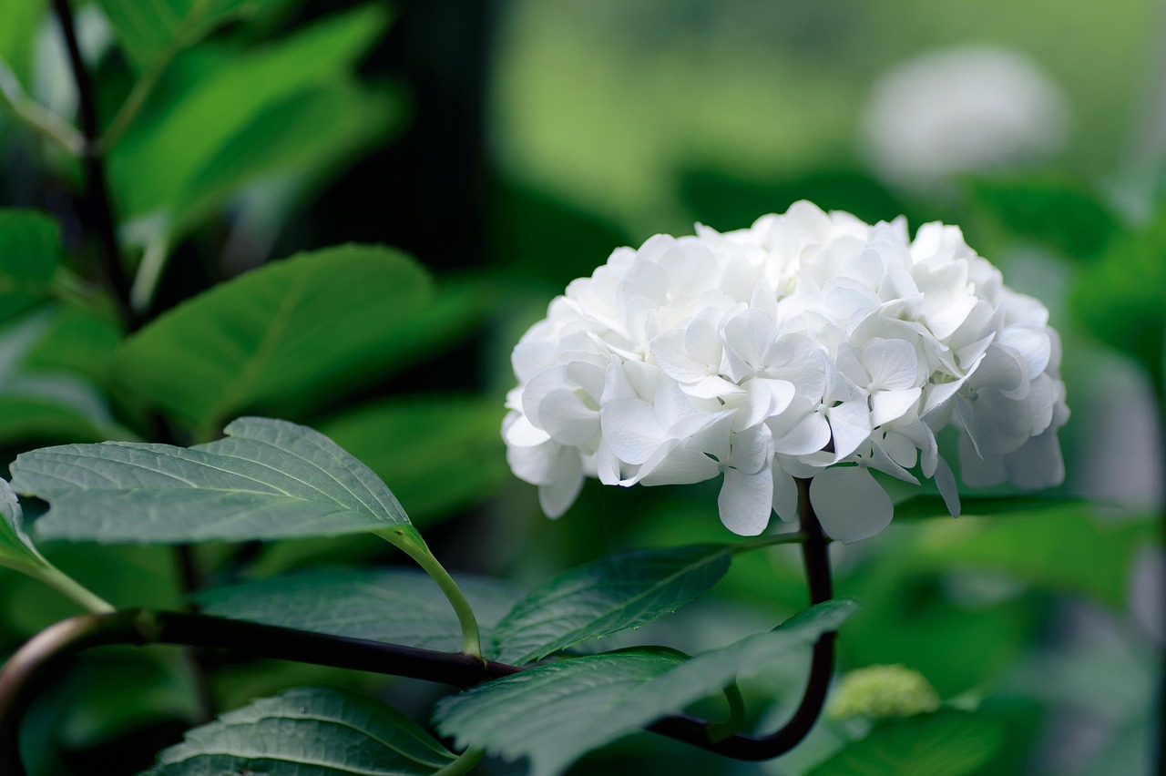 https://cdn.pixabay.com/photo/2016/06/14/11/14/natural-1456333_1280.jpg