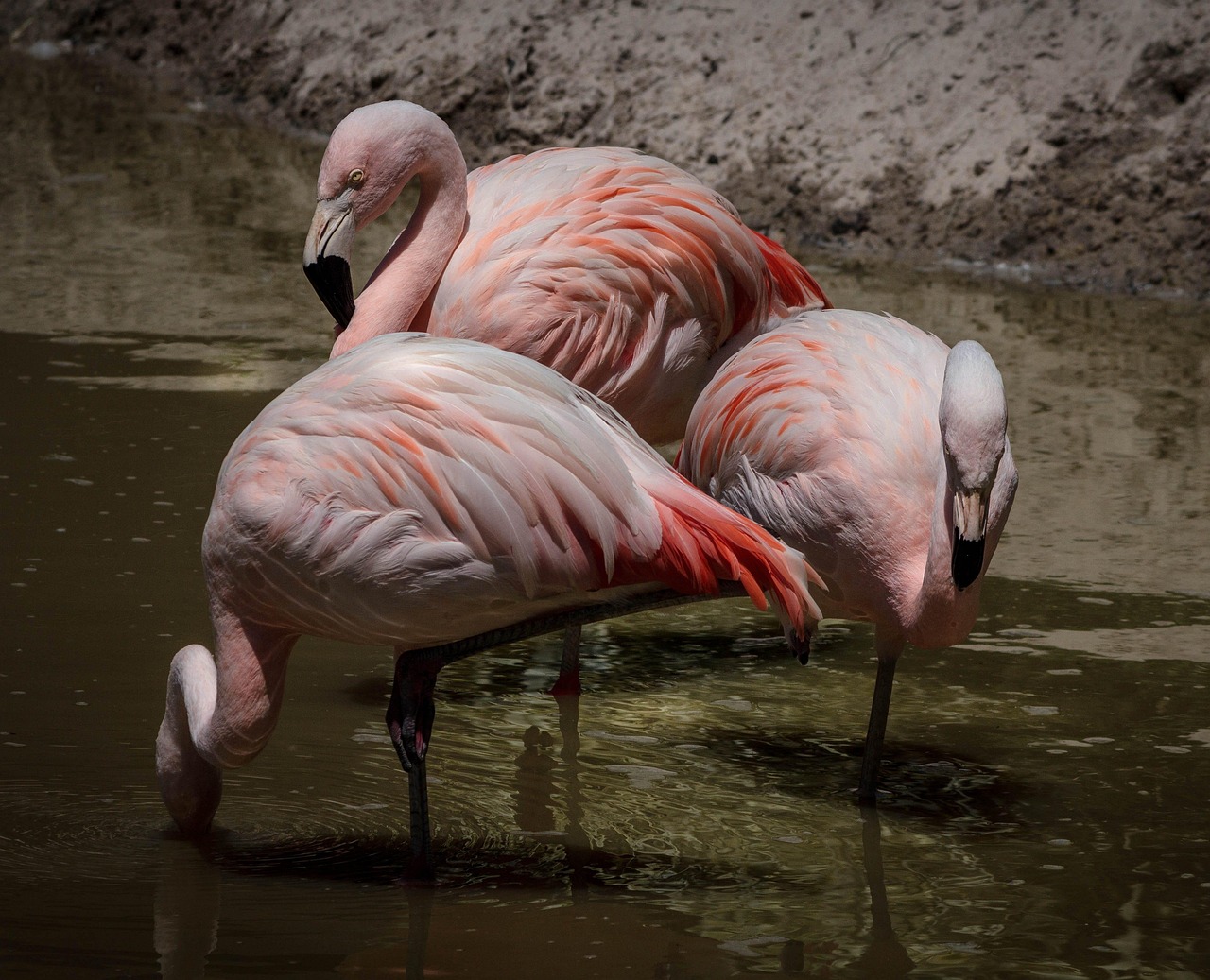 Flamingo Pink Flamingos Wading Free Photo On Pixabay Flamingo Pink Flamingos Wading Free Photo On Pixabay