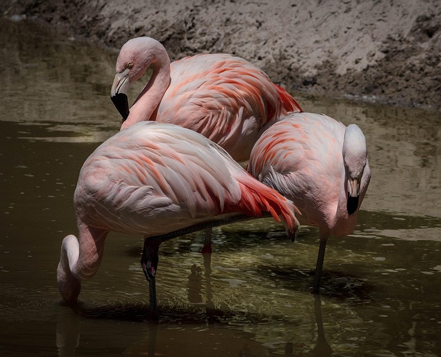 flamingo, pink flamingos, wading bird, flock, feathers, resting, feeding, nature, birds, wildlife, tropical bird, brown birds