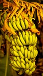 bananas, indian, fruit