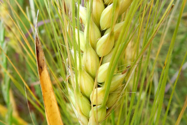 Korn, Ähre, Getreide, Feld, Pflanze