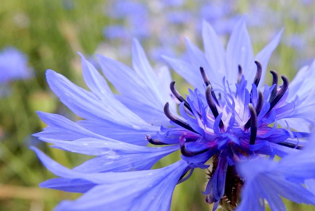 Blume, Pflanze, Flora, Natur, Blüte