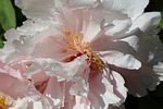 peony, chinese, dendritic