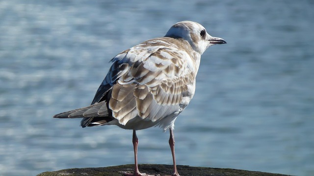 Möwe, Vogel, Wasservogel, See, Nordsee