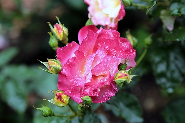 Free Japan Rose photo and picture