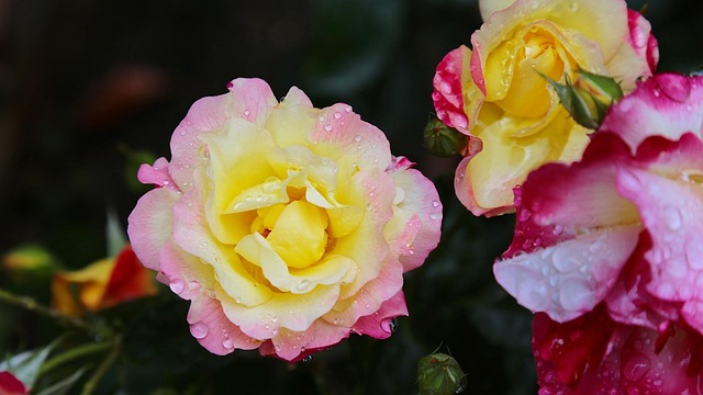Free Japan Rose photo and picture