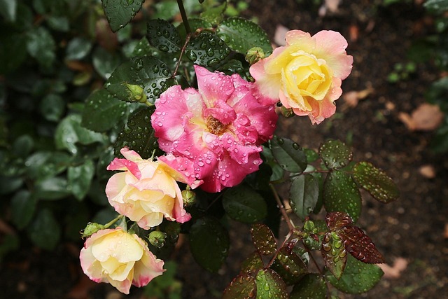 Free Japan Rose photo and picture