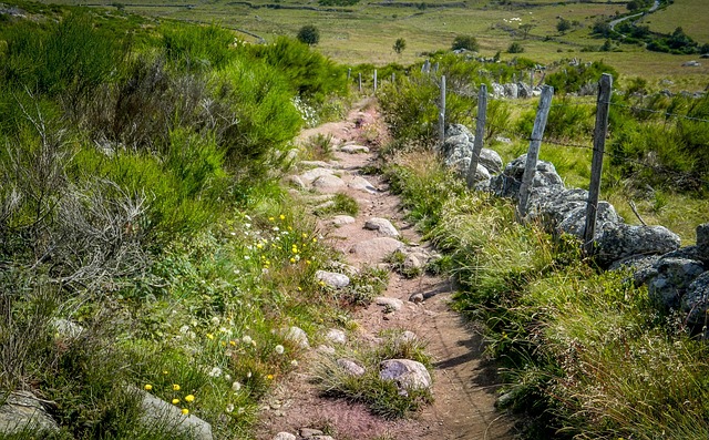 Free Path Aubrac photo and picture