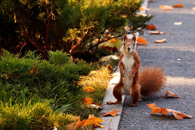 Free Squirrel The Park photo and picture