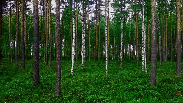 Wald, Birke, Kiefer, Natur