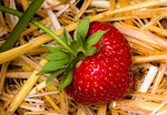 strawberry, fruit, red