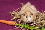 guinea pig, pet, nager