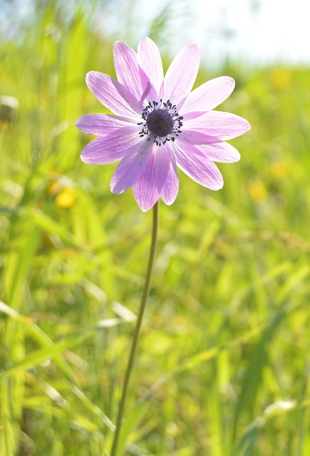 Blume, Violett, Licht, Sun, Bunte Blumen