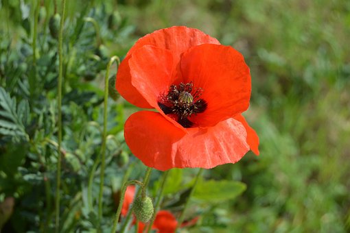 Blumen, Mohn, Rot, Wiesen, Grün