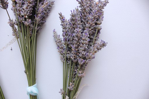 Lavendel, Planten, Kruiden