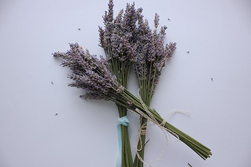 Lavendel, Planten, Kruiden