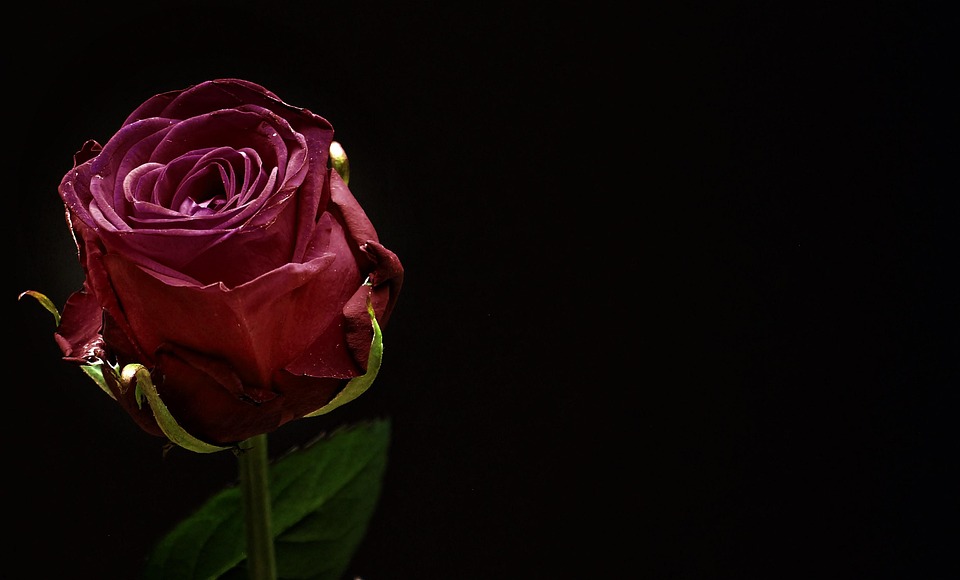 Rosa, Rosso, Fiore Rosa, Fiore, Vicino, Fiore Rosso