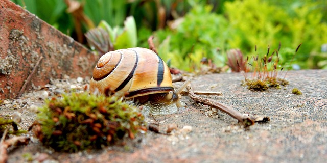Schnecke, Gehäuse, Natur, Tier