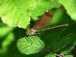 libella, black dragonfly, calopteryx haemorrhoidalis