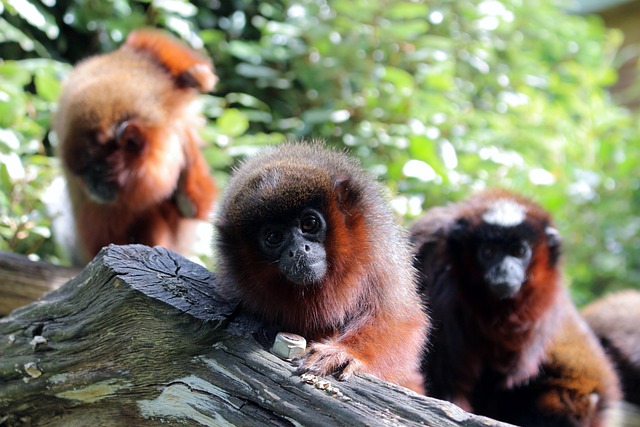Free Monkey Zoo photo and picture