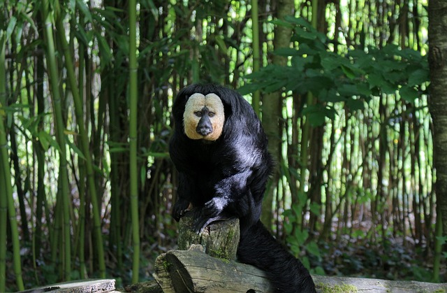 Free Monkey Zoo photo and picture