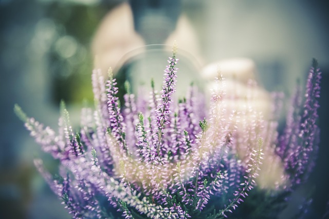 lavender, flowers, flower wallpaper, plant, bloom, flower background, blossom, fragrant, beauty, field, garden, beautiful flowers, nature, bokeh