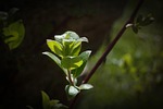 plant, leaves, green